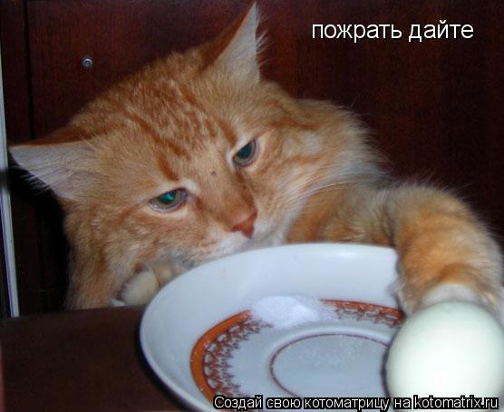 Котоматрица: пожрать дайте