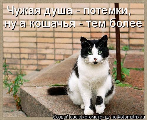Чужая душа - потемки, ну а кошачья - тем более... Котоматрица: Чужая душа - потемки, ну а кошачья - тем более