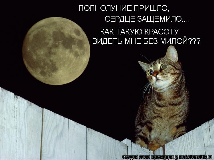 ПОЛНОЛУНИЕ ПРИШЛО, СЕРДЦЕ ЗАЩЕМИЛО.... КАК ТАКУЮ КРАСОТУ ВИДЕТЬ МНЕ БЕЗ МИЛОЙ???... Котоматрица: ПОЛНОЛУНИЕ ПРИШЛО, СЕРДЦЕ ЗАЩЕМИЛО.... КАК ТАКУЮ КРАСОТУ ВИДЕТЬ МНЕ БЕЗ МИЛОЙ???