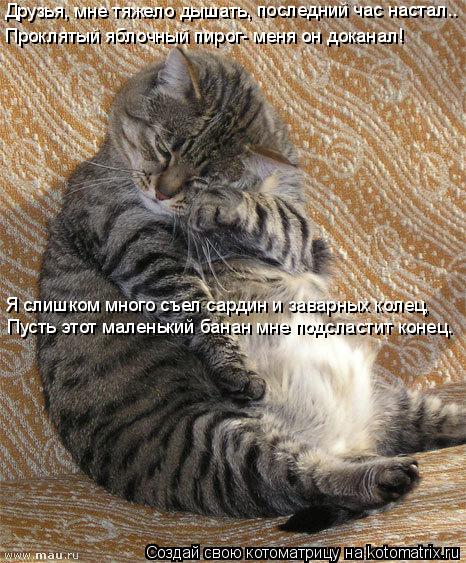 Котоматрица: Друзья, мне тяжело дышать, последний час настал.. Проклятый яблочный пирог- меня он доканал! Я слишком много съел сардин и заварных колец, Пу