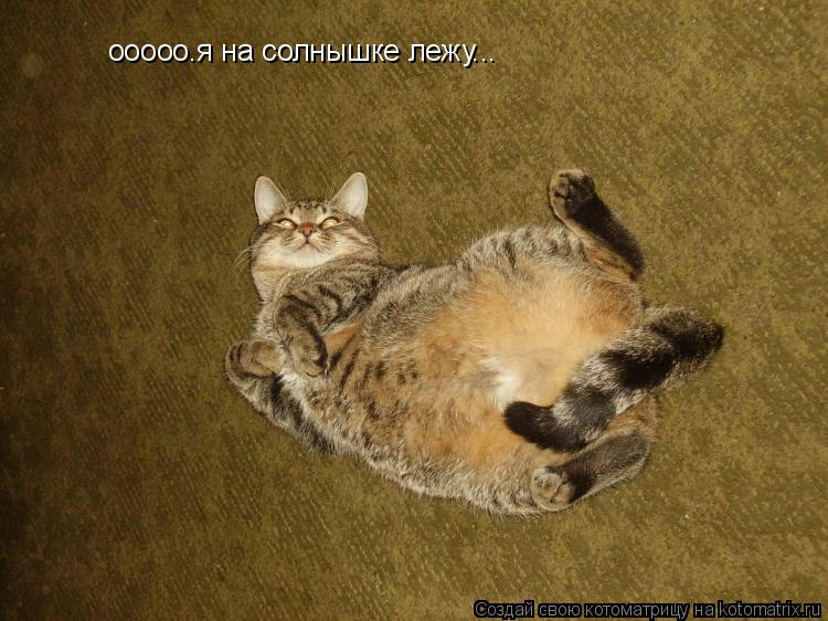 ооооо.я на солнышке лежу...... Котоматрица: ооооо.я на солнышке лежу...