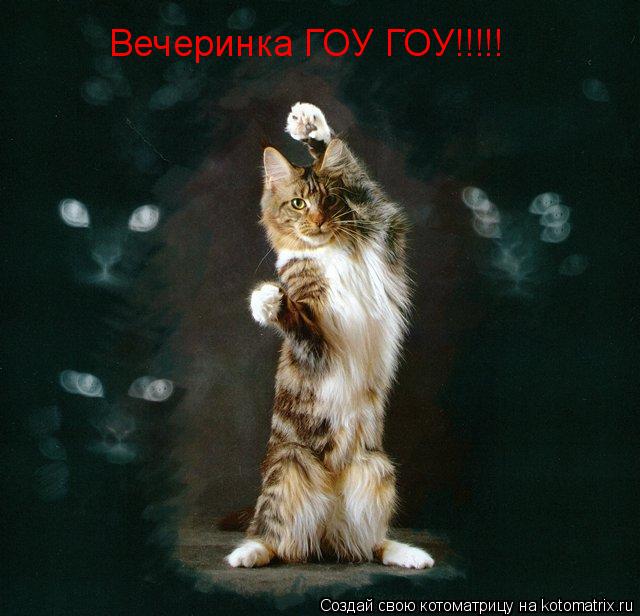 Котоматрица: Вечеринка ГОУ ГОУ!!!!!