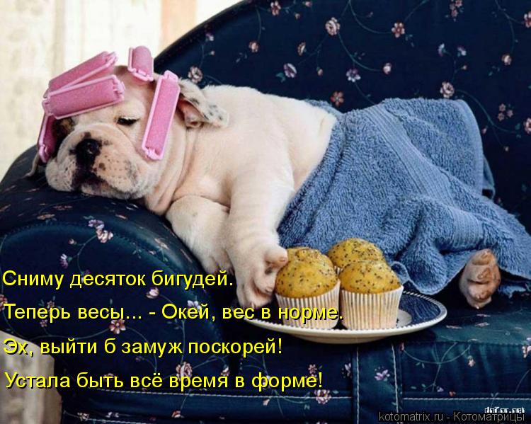 Котоматрица: Сниму десяток бигудей. Теперь весы... - Окей, вес в норме. Эх, выйти б замуж поскорей! Устала быть всё время в форме!