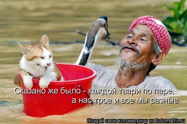 Сказано же было - каждой твари по паре, а нас трое и все мы разные... Котоматрица: Сказано же было - каждой твари по паре, а нас трое и все мы разные