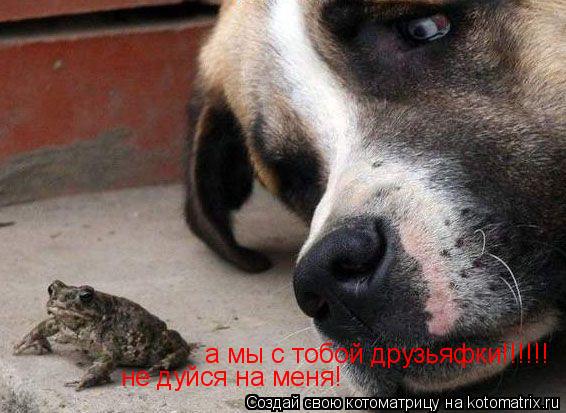 Котоматрица: а мы с тобой друзьяфки!!!!!! не дуйся на меня!