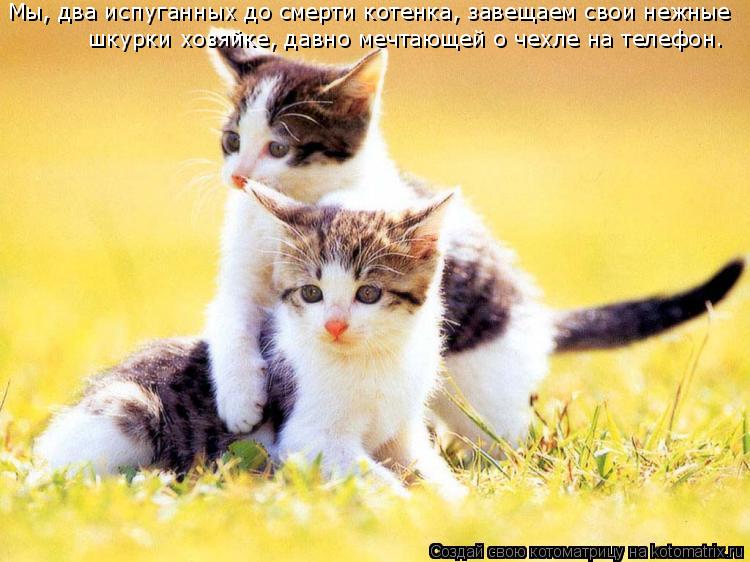 Котоматрица: Мы, два испуганных до смерти котенка, завещаем свои нежные шкурки хозяйке, давно мечтающей о чехле на телефон.