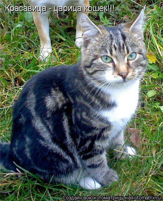 Котоматрица: Красавица - царица кошек!!!