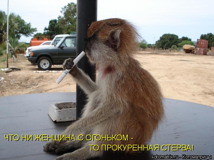 Котоматрица: ЧТО НИ ЖЕНЩИНА С ОГОНЬКОМ - ТО ПРОКУРЕННАЯ СТЕРВА!