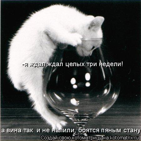 -я ждал,ждал целых три недели! а вина так и не налили, боятся пяным стану!... Котоматрица: -я ждал,ждал целых три недели! а вина так и не налили, боятся пяным стану!