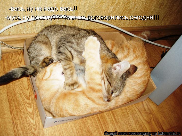 Котоматрица: -вась,ну не надо вась!! -мусь,ну почему????мы же договорились,сегодня!!!