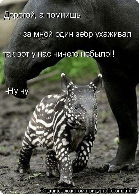 Котоматрица: за мной один зебр ухаживал Дорогой, а помнишь  так вот у нас ничего небыло!! -Ну ну