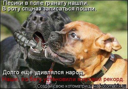 Котоматрица: Песики в поле гранату нашли. В роту спцназ записаться пошли. Долго еще удивлялся народ, Наши, по бегу установили мировой рекорд.