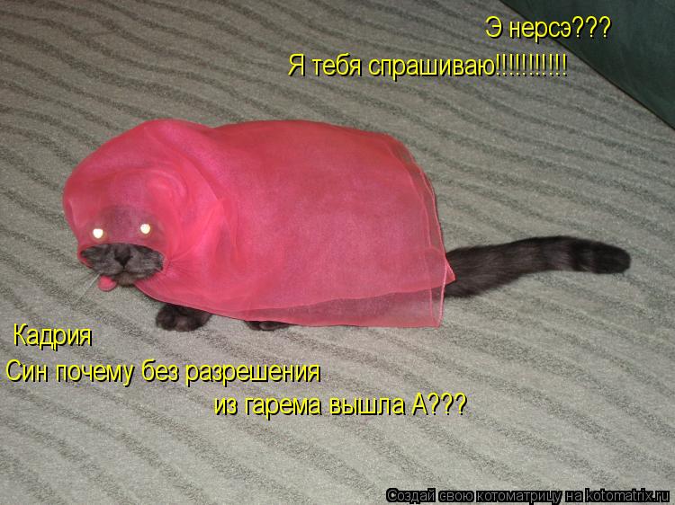 Котоматрица: Кадрия  Син почему без разрешения из гарема вышла А??? Э нерсэ??? Я тебя спрашиваю!!!!!!!!!!!
