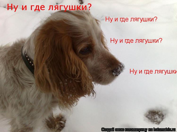 Ну и где лягушки? Ну и где лягушки? Ну и где лягушки? Ну и где лягушки?... Котоматрица: Ну и где лягушки? Ну и где лягушки? Ну и где лягушки? Ну и где лягушки?