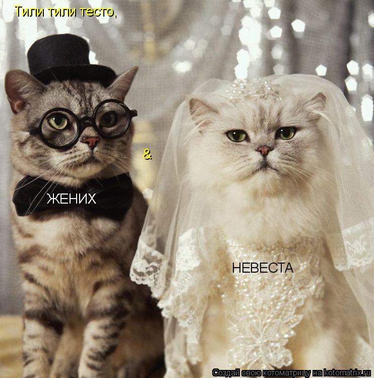 Тили тили тесто, ЖЕНИХ & НЕВЕСТА... Котоматрица: Тили тили тесто, ЖЕНИХ & НЕВЕСТА
