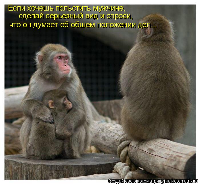 Котоматрица: Если хочешь польстить мужчине, что он думает об общем положении дел... сделай серьезный вид и спроси,