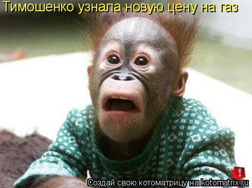Котоматрица: Тимошенко узнала новую цену на газ