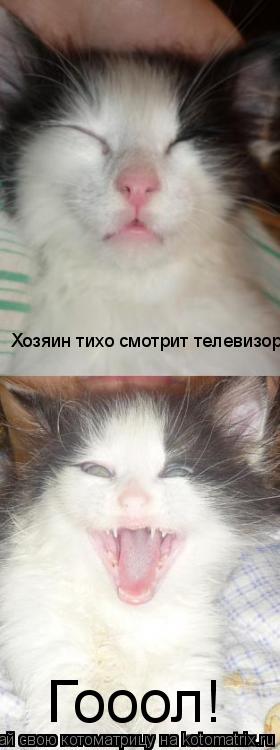 Котоматрица: Хозяин тихо смотрит телевизор Гооол!