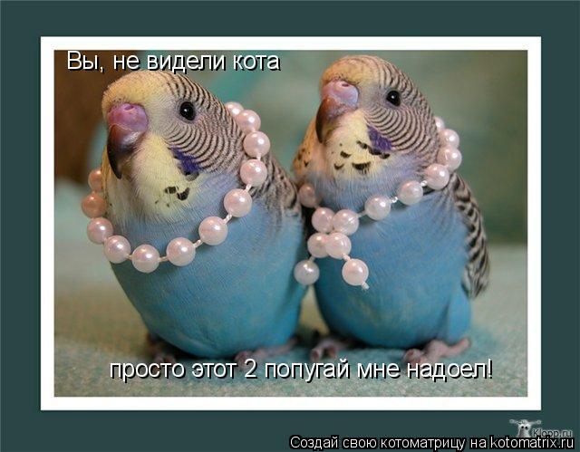 Котоматрица: Вы, не видели кота просто этот 2 попугай мне надоел!