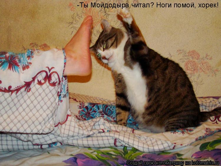 Котоматрица: -Ты Мойдодыра читал? Ноги помой, хорек!
