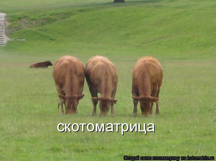 Котоматрица: скотоматрица