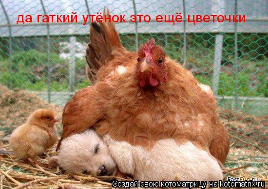 да гаткий утёнок это ещё цветочки... Котоматрица: да гаткий утёнок это ещё цветочки