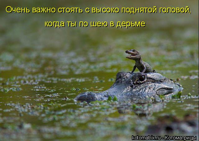 Очень важно стоять с высоко поднятой головой, когда ты по шею в дерьме... Котоматрица: Очень важно стоять с высоко поднятой головой, когда ты по шею в дерьме