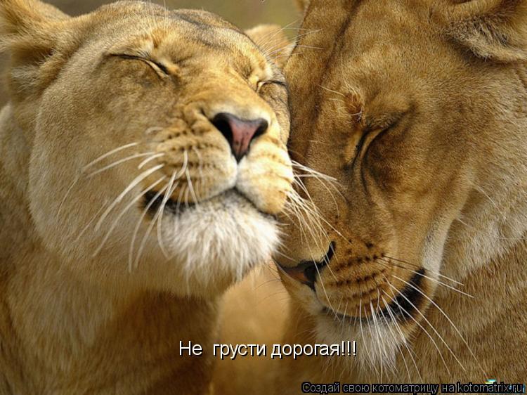 Не грусти дорогая!!!... Котоматрица: Не грусти дорогая!!!
