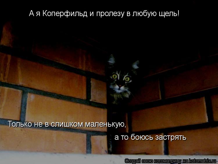 Котоматрица: А я Коперфильд и пролезу в любую щель! Только не в слишком маленькую,  а то боюсь застрять