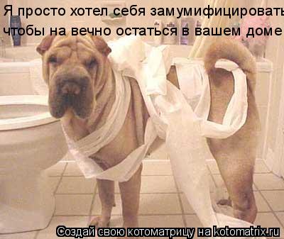 Котоматрица: Я просто хотел себя замумифицировать чтобы на вечно остаться в вашем доме!