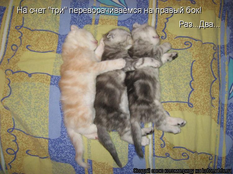 На счет "три" переворачиваемся на правый бок! Раз...Два...... Котоматрица: На счет "три" переворачиваемся на правый бок! Раз...Два...