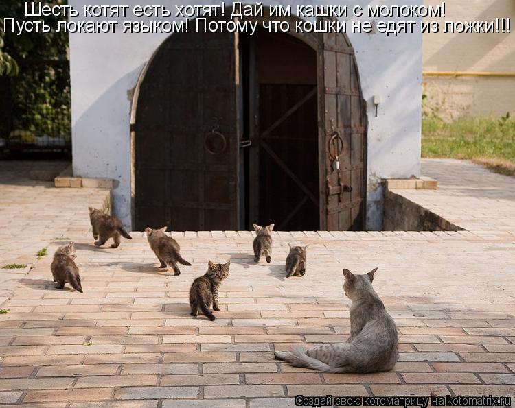 Котоматрица: Шесть котят есть хотят! Дай им кашки с молоком! Пусть локают языком! Потому что кошки не едят из ложки!!!