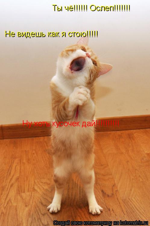 Котоматрица: Ты чё!!!!!! Ослеп!!!!!!! Не видешь как я стою!!!!! Ну хоть кусочек дай!!!!!!!!!!