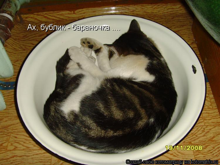 Ах, бублик - бараночка ....... Котоматрица: Ах, бублик - бараночка ....