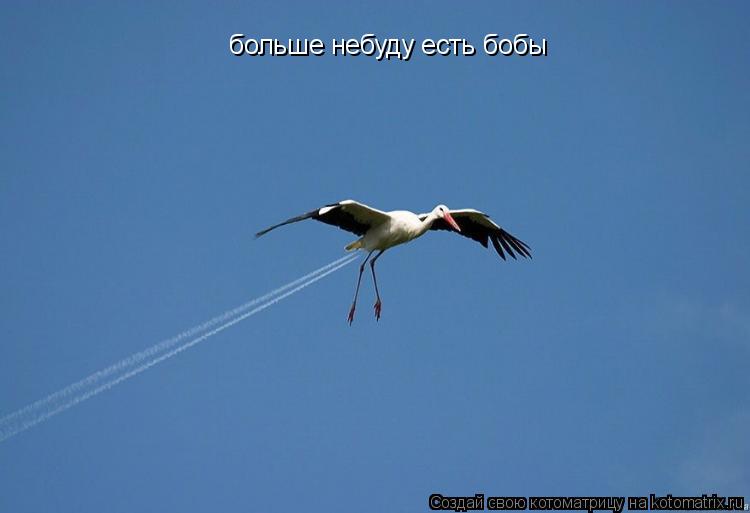 больше небуду есть бобы... Котоматрица: больше небуду есть бобы