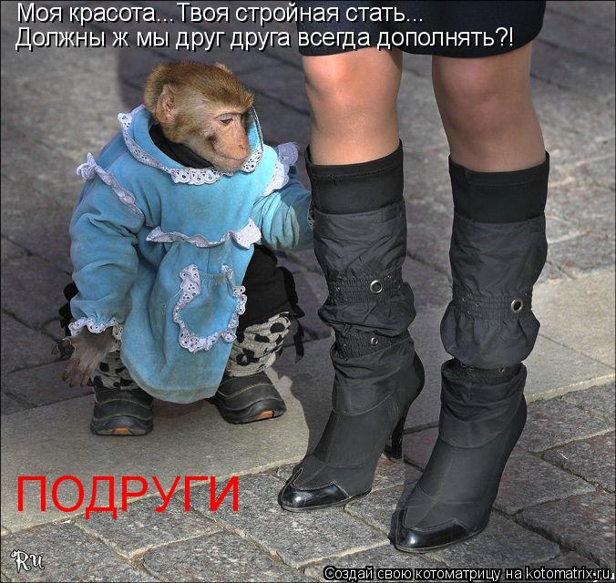 Моя красота...Твоя стройная стать... Должны ж мы друг друга всегда дополнять?! ПОДРУГИ... Котоматрица: Моя красота...Твоя стройная стать... Должны ж мы друг друга всегда дополнять?! ПОДРУГИ