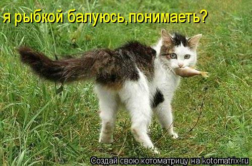 Котоматрица: я рыбкой балуюсь,понимаеть?