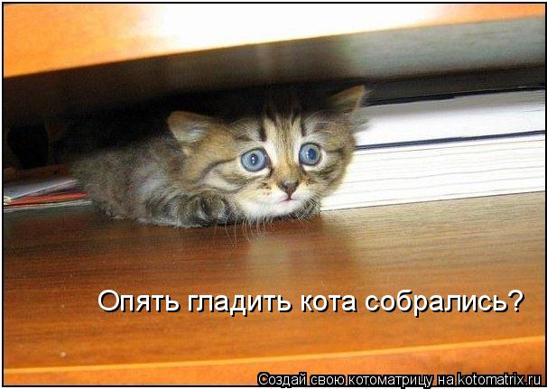 Котоматрица: Опять гладить кота собрались?