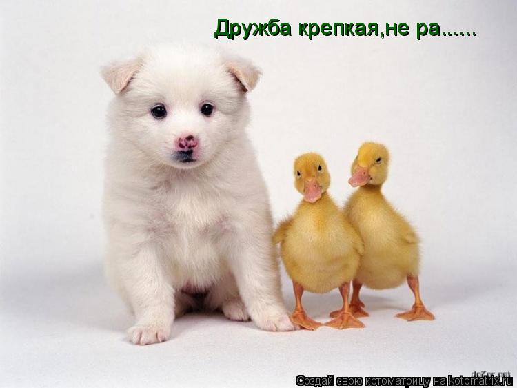 Дружба крепкая,не ра......... Котоматрица: Дружба крепкая,не ра......
