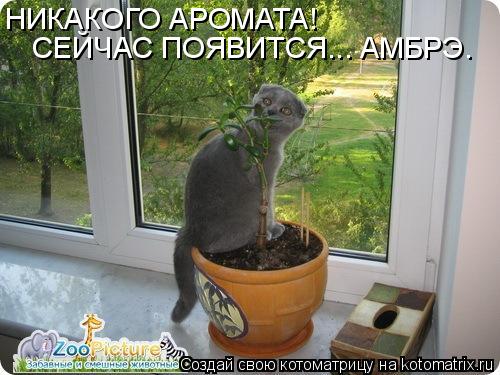 Котоматрица: НИКАКОГО АРОМАТА! СЕЙЧАС ПОЯВИТСЯ... АМБРЭ.