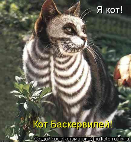 Котоматрица: Я кот! Кот Баскервилей!