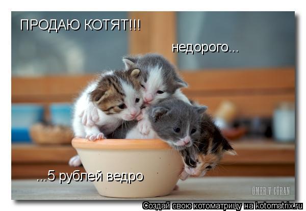 Котоматрица: ПРОДАЮ КОТЯТ!!! недорого... ...5 рублей ведро
