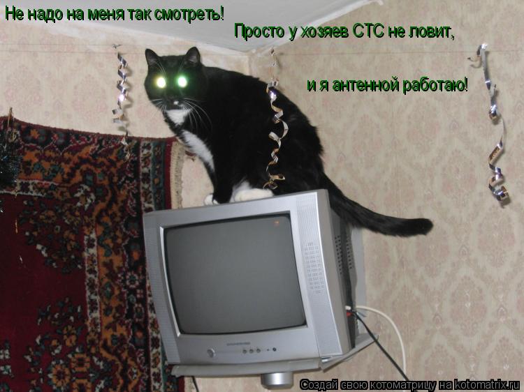 Котоматрица: Не надо на меня так смотреть! Просто у хозяев СТС не ловит,  и я антенной работаю!