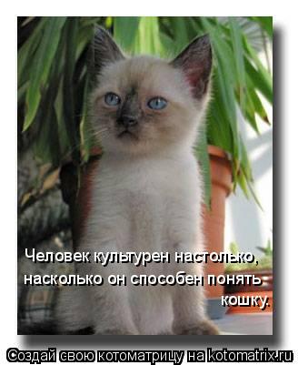 Человек культурен настолько, насколько он способен понять кошку.... Котоматрица: Человек культурен настолько, насколько он способен понять кошку.
