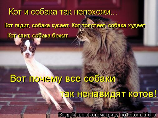 Котоматрица: Кот и собака так непохожи... Кот гадит, собака кусает. Кот толстеет, собака худеет Кот спит, собака бежит Вот почему все собаки  так ненавидят 
