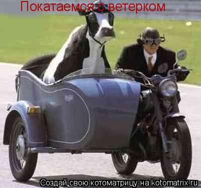 Покатаемся с ветерком... Котоматрица: Покатаемся с ветерком
