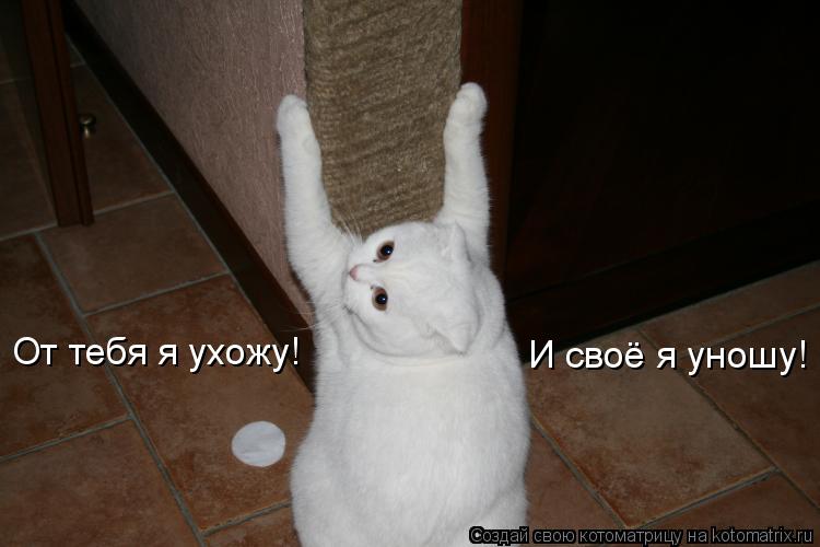 От тебя я ухожу! И своё я уношу!... Котоматрица: От тебя я ухожу! И своё я уношу!