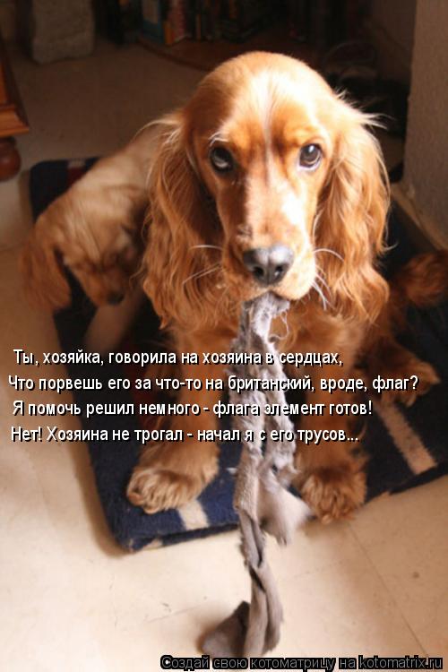 Котоматрица: Ты, хозяйка, говорила на хозяина в сердцах, Что порвешь его за что-то на британский, вроде, флаг? Я помочь решил немного - флага элемент готов! 