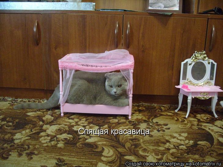 Котоматрица: Спящая красавица