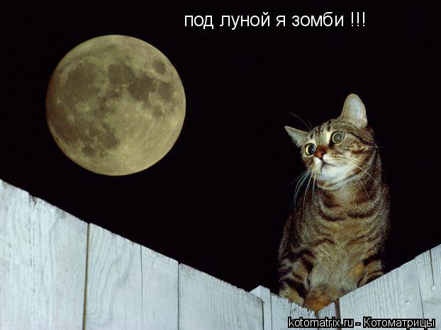 под луной я зомби !!!... Котоматрица: под луной я зомби !!!
